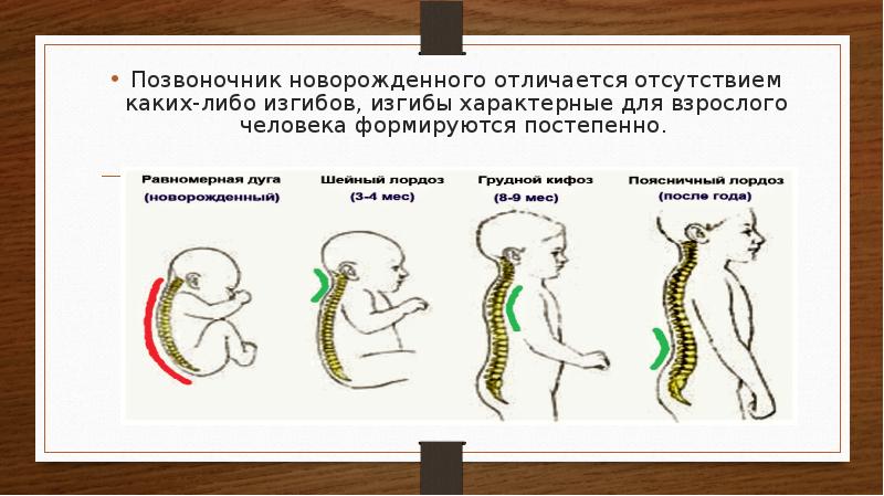 Развитие позвоночного столба