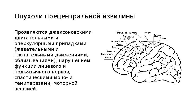 Функции извилин