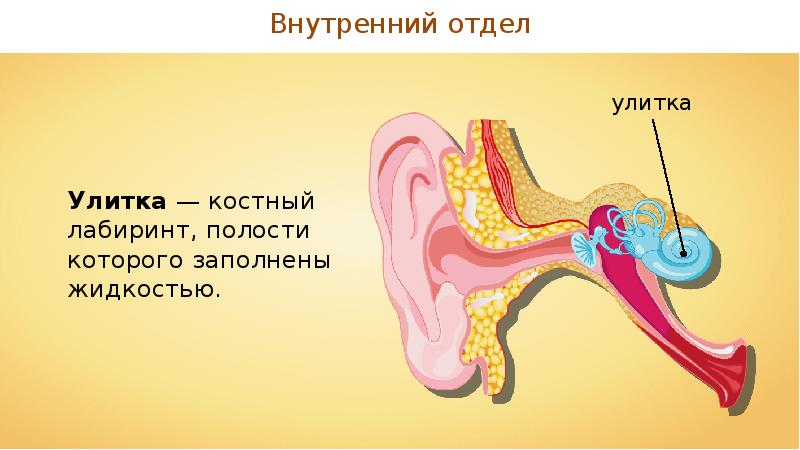 Анатомия слуховой анализатор презентация