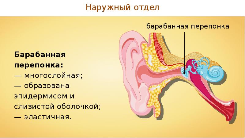 Презентация на тему слуховой анализатор 8 класс