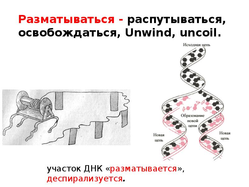 Цепь образования. Участок ДНК. Образование цепь. ДНК разматывается. Образование новой цепи название.