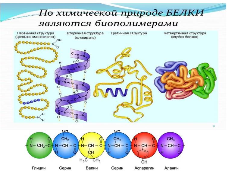 Белки в природе химия презентация