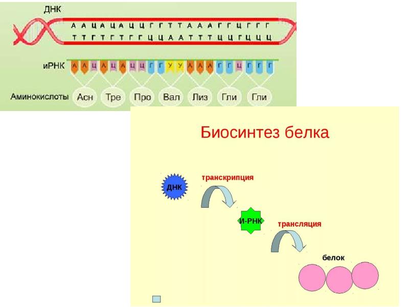 Биосинтез белка транскрипция схема