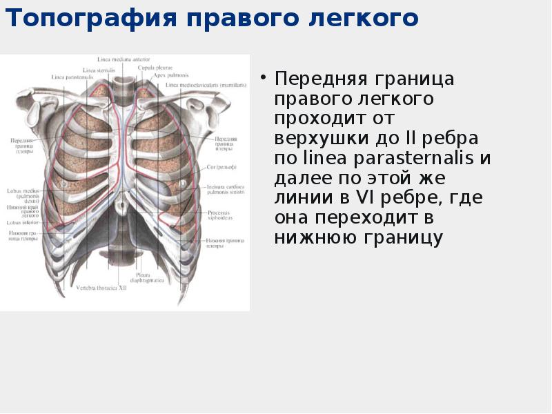 Передняя граница легких. Передняя граница правого легкого. Система органов дыхания в ребрах. Linea parasternalis. Как проходит передняя граница легкого.