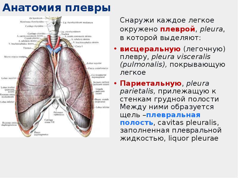 Где находится плевра у человека фото