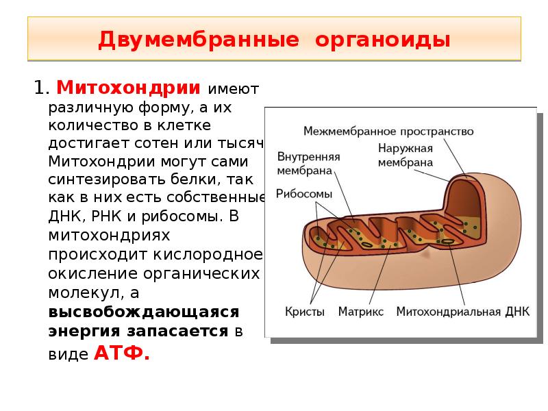 Двумембранные органоиды клеток функции