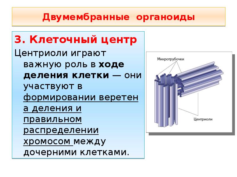 Деление клетки какой органоид. Органоид клеточный центр строение и функции. Строение клетки клеточный центр строение и функции. Строение органоида клеточный центр. Клеточный центр функции органоида.