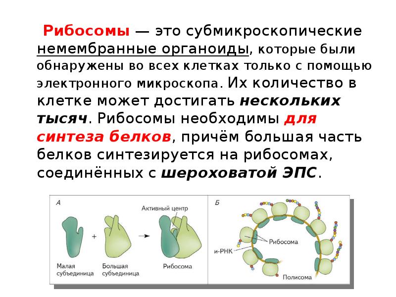 Органоиды клетки рибосомы. Немембранные органоиды сообщение. Немембранные органоиды рибосомы. Строение рибосом биохимия. Клеточный органоид рибосома.