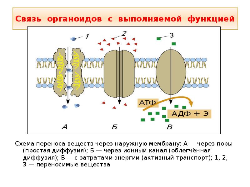 Органоид образующий атф. Схема активного транспорта веществ через мембрану. Перенос веществ через мембрану. Ионные каналы это активный транспорт.