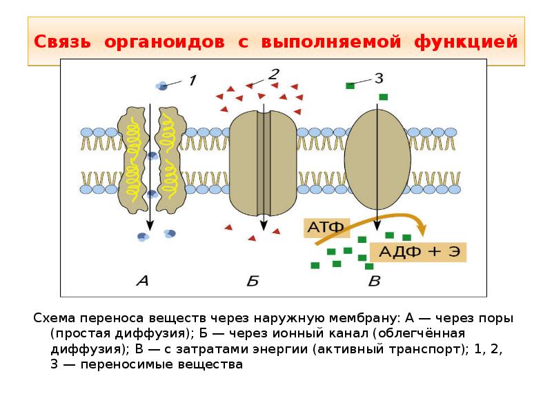 Органоид синтез атф. Активный транспорт веществ через мембрану схема. Перенос веществ через мембрану. Облегченная диффузия веществ через мембрану. Простая диффузия через ионные каналы.