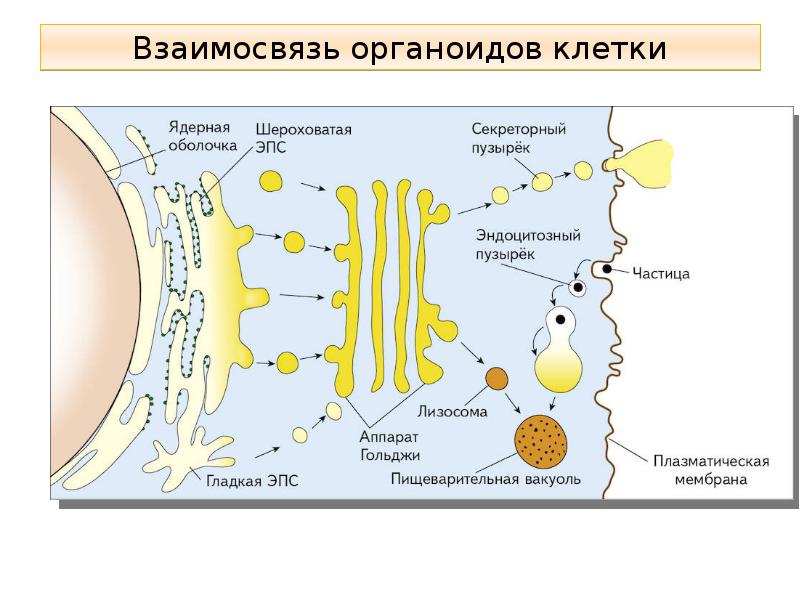 Каким номером на рисунке обозначен органоид накапливающий конечные продукты обмена веществ клетки