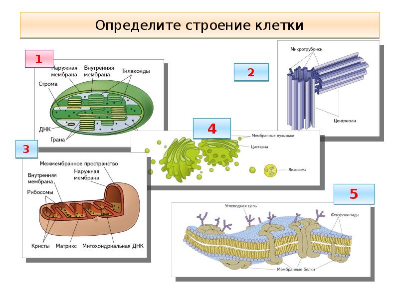 Органоиды клетки и их функции презентация 9 класс пономарева