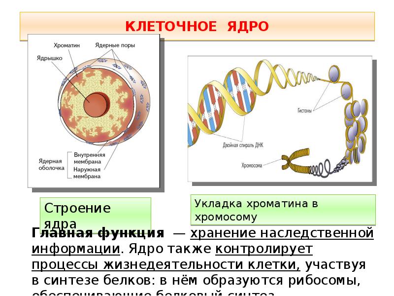 Строение и функции клетки презентация