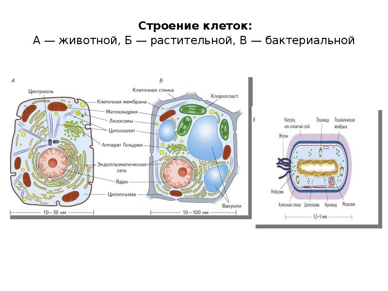 Строение клетки егэ презентация