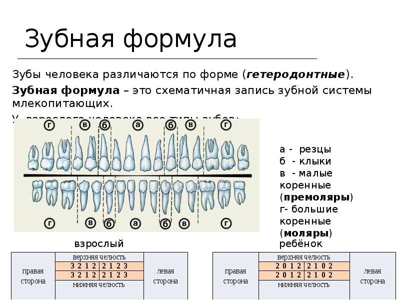 Зубная формула у детей