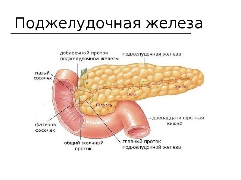 Поджелудочная схема расположения ПИЩЕВАРИТЕЛЬНАЯ СИСТЕМА Бартолин - подъязычная железа Либеркюн - кишечные