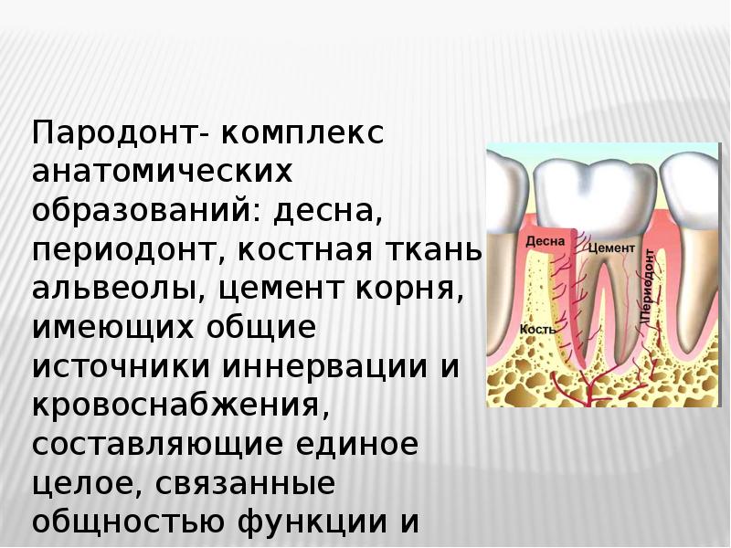 Состояние тканей пародонта. Пародонт гистология. Функции периодонта.