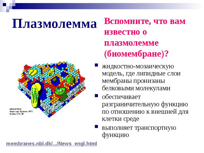 Презентация мембранные органоиды клетки