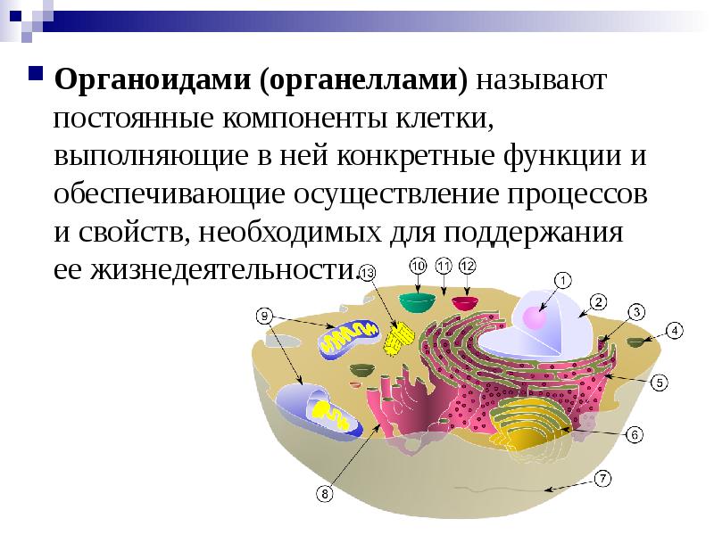 Органоиды клетки картинки