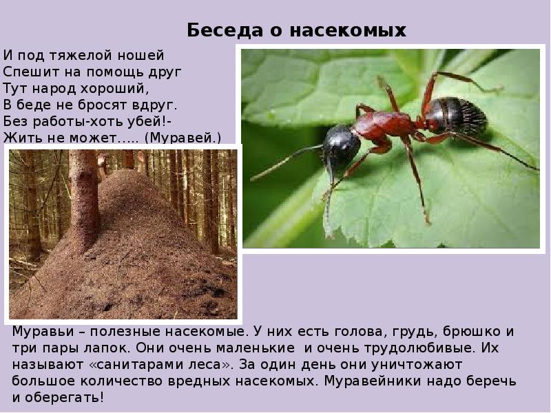 Жизнь насекомых тел. Из жизни насекомых передача.