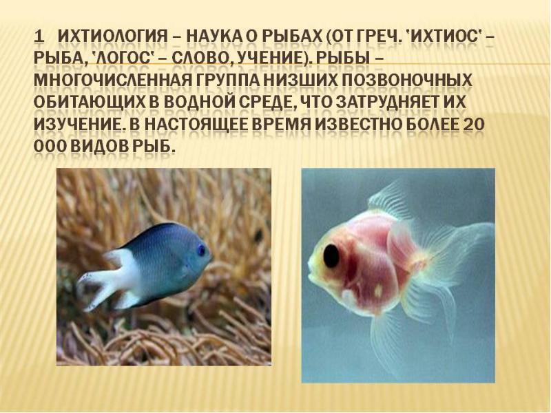 Исследование аквариумных рыбок какая наука. Ихтиология это наука изучающая в биологии. Наука о рыбах. Ихтиология это наука о рыбах. Изучение рыб наука.