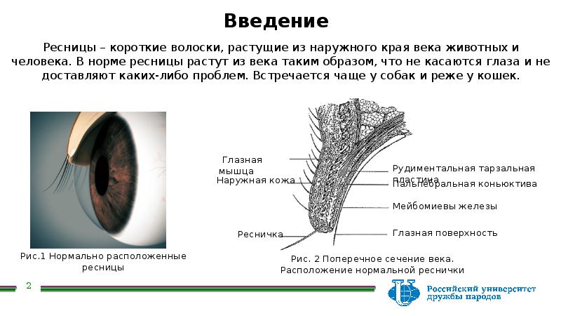 Строение ресницы фото