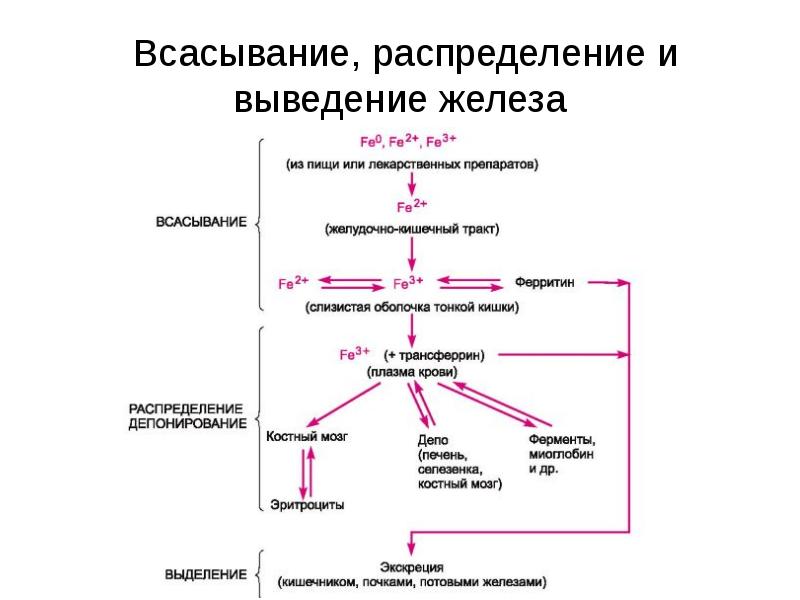 Схема метаболизма железа в организме