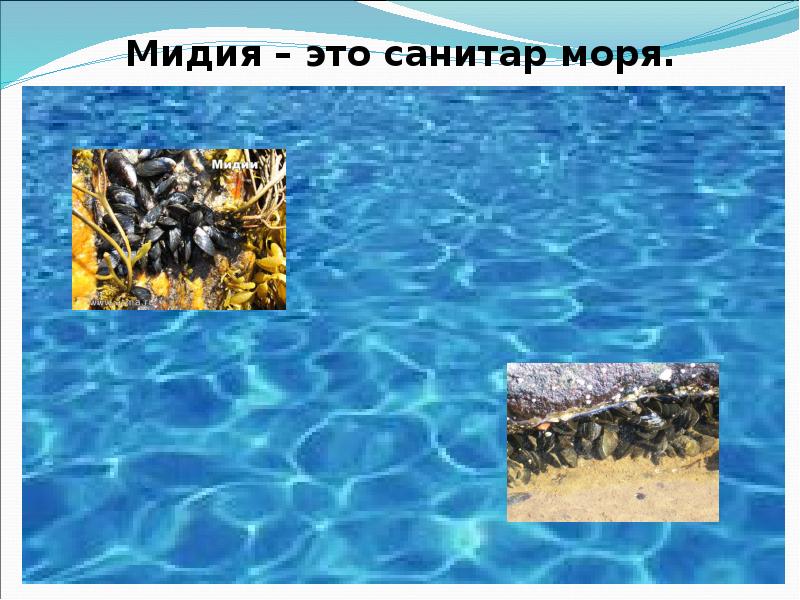 Морская 4 буквы. Санитары моря. Санитары моря для детей кто.