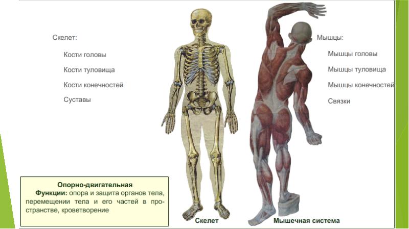 Скелет человека фото с описанием костей и суставов