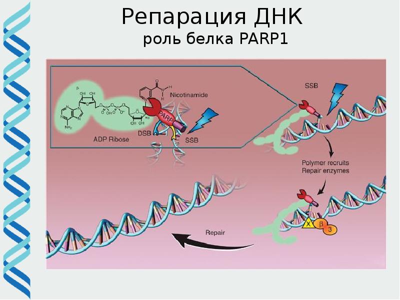 Репарация днк презентация