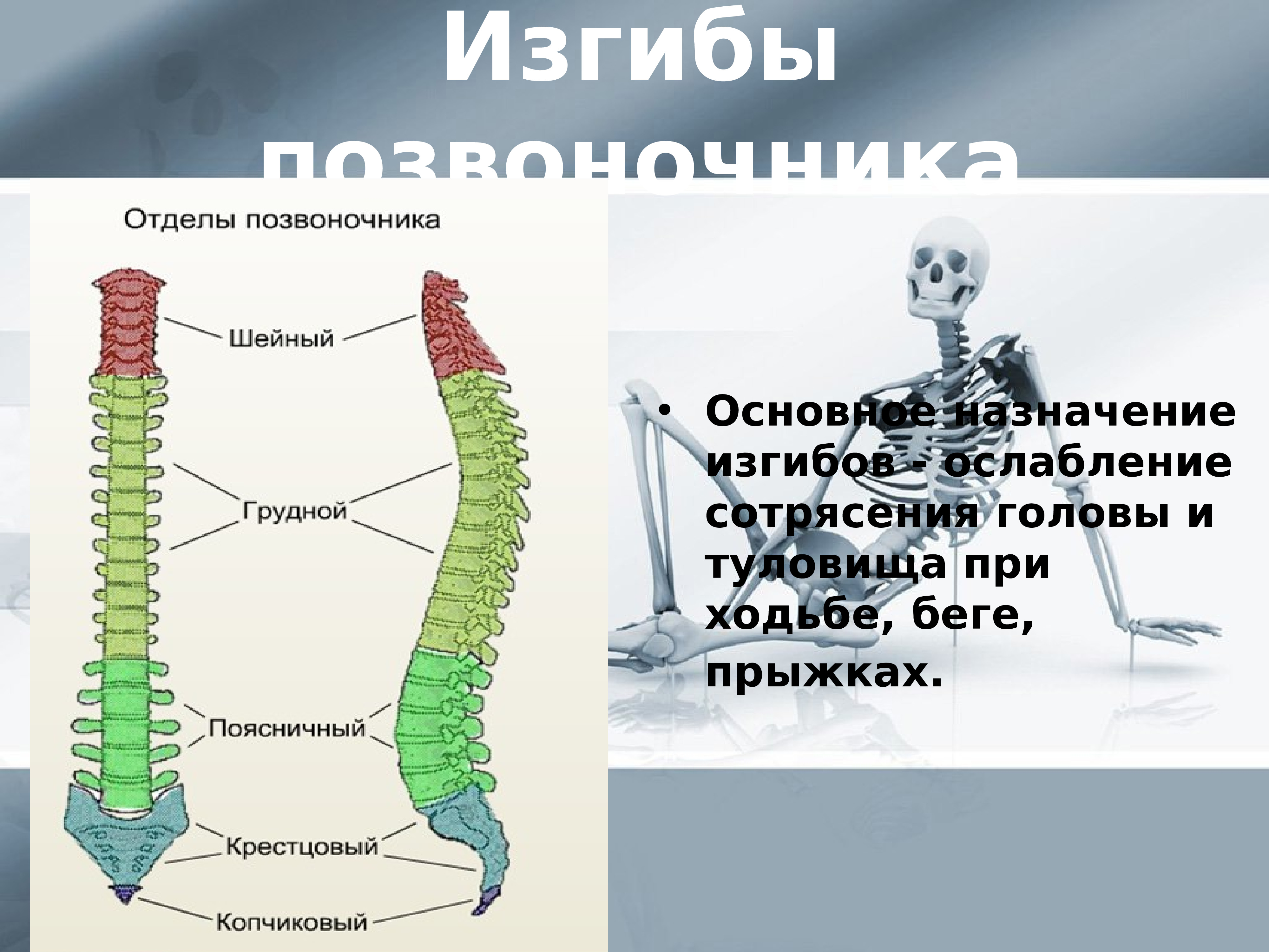 Сколько изгибов образует позвоночник человека. Изгибы позвоночника презентация. Скелет позвоночника изгибы. Изгибы позвоночника амортизатор. Изгибы позвоночника человека для презентации.