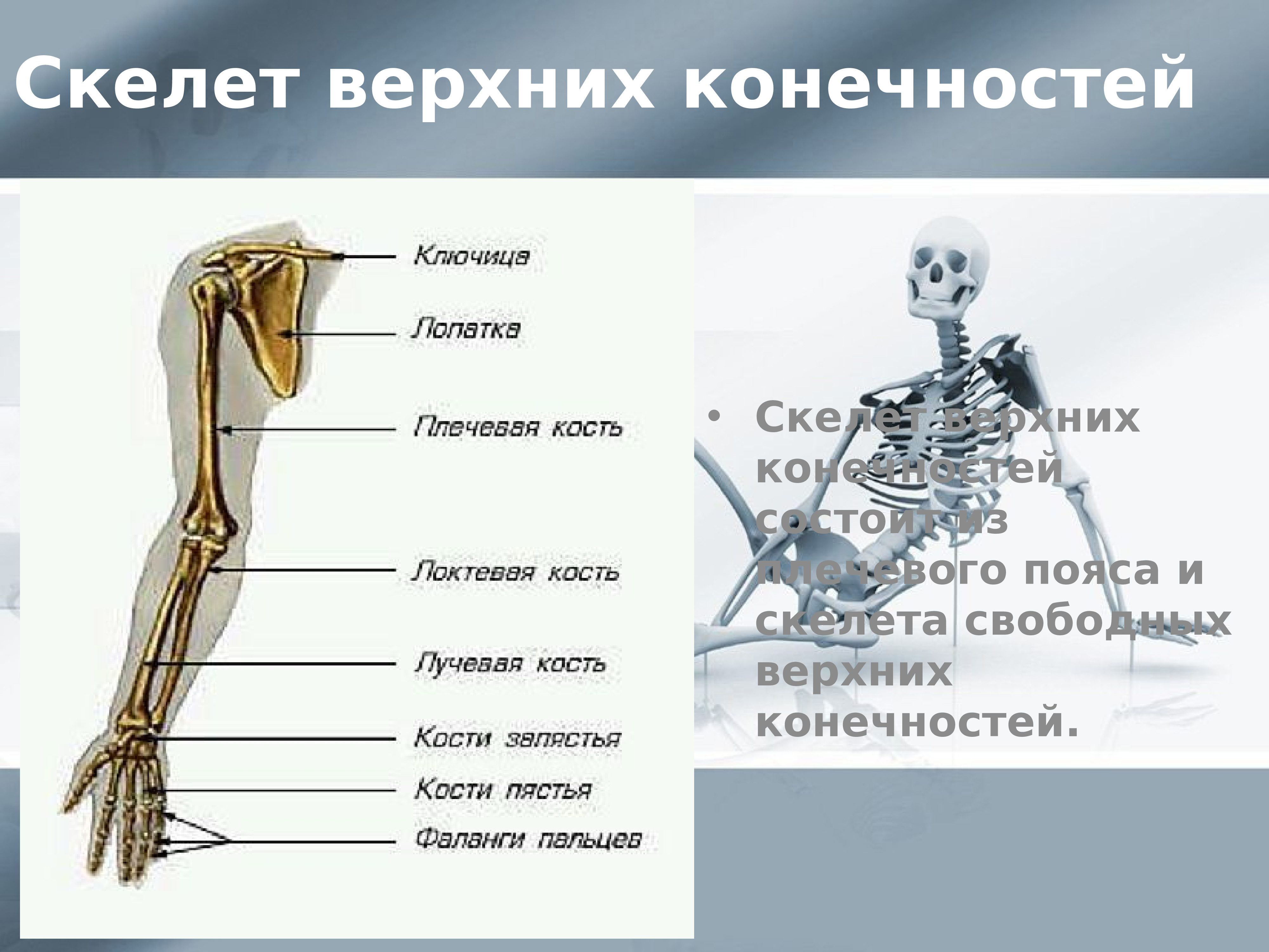 Тема скелет конечностей. Скелет верхней конечности. Плечевой пояс и скелет верхних конечностей. Скелет свободной верхней конечности. Скелет плечевого пояса и свободной верхней конечности.