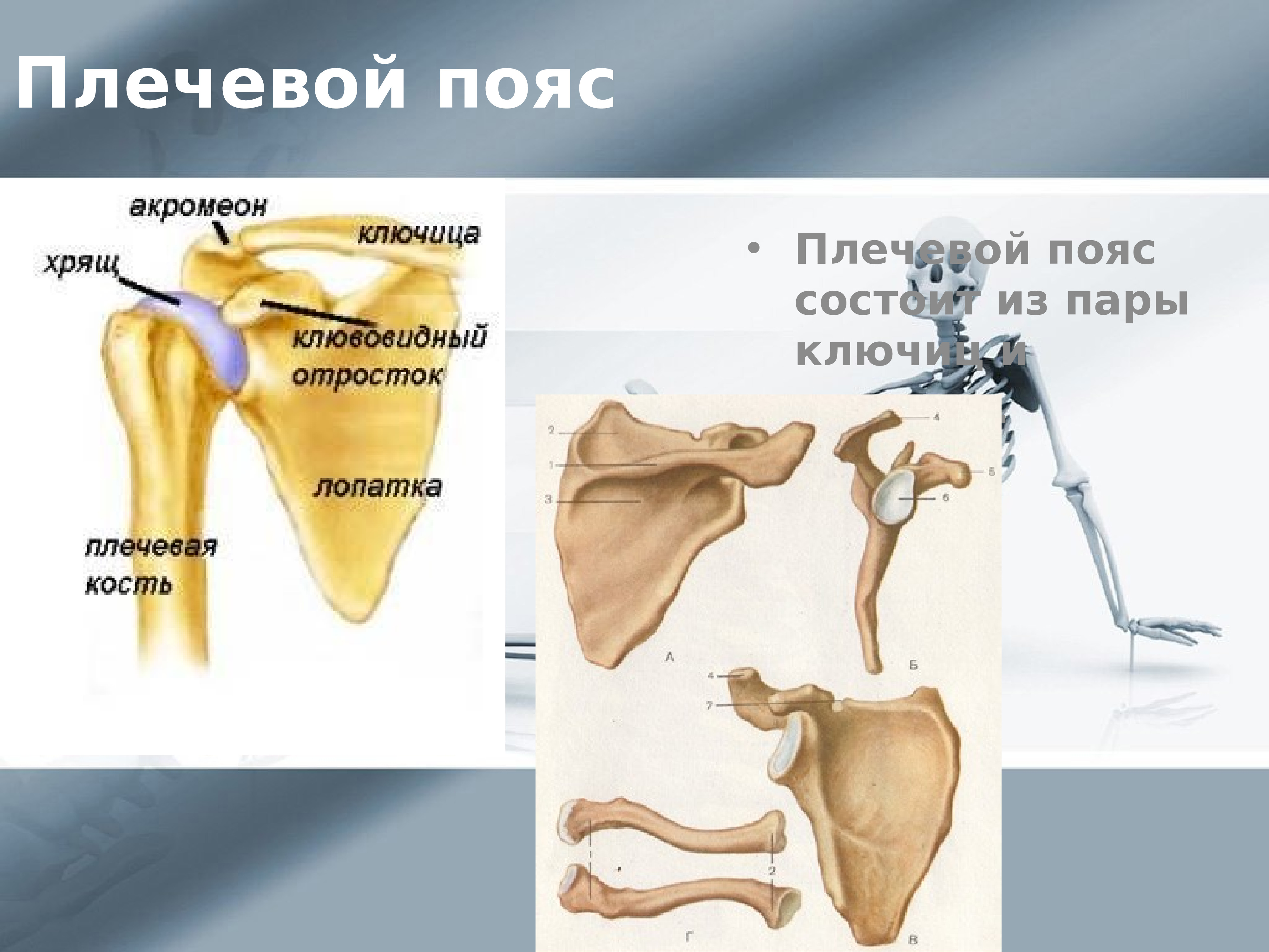 Лопатки парные кости. Скелет плечевого пояса. Плечевой пояс лопатка ключица. Скелет ключицы и лопатки. Лопатка и ключица анатомия.