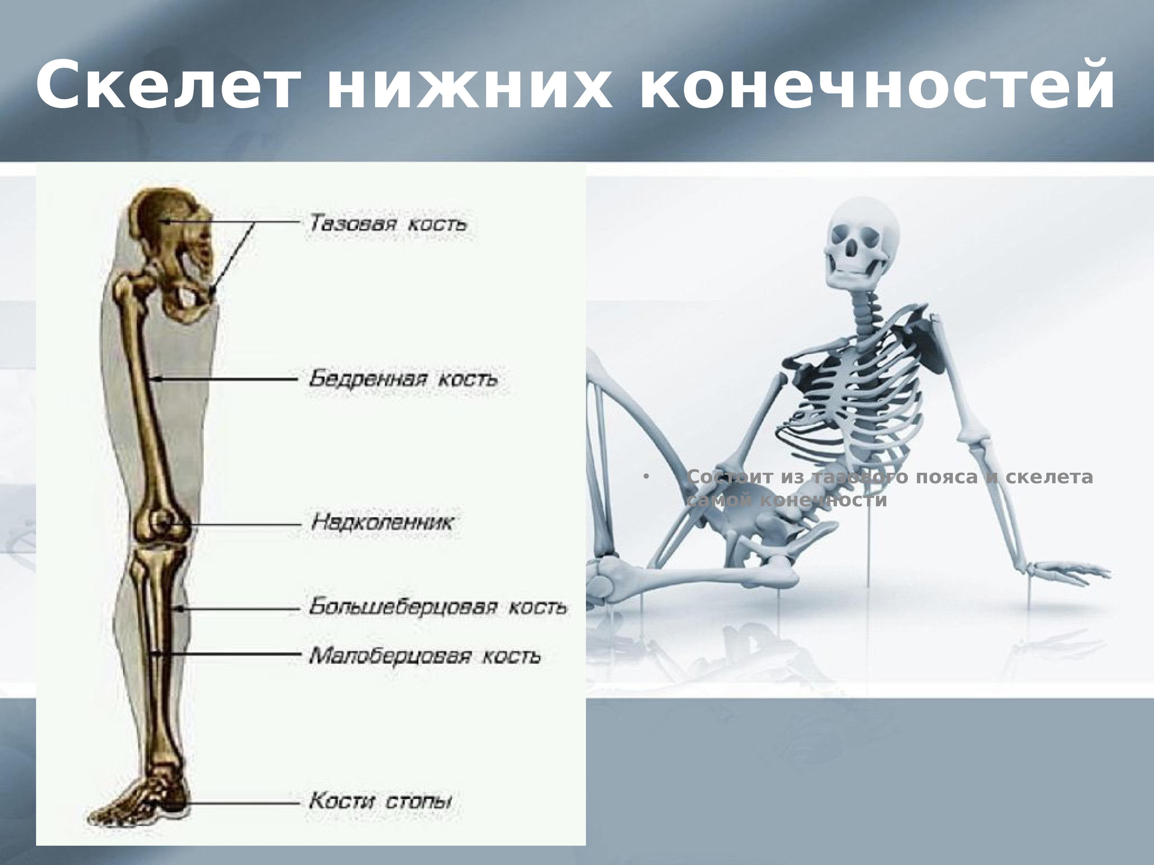 Скелет человека биология. Скелет пояса нижних конечностей. Скелет нижних конечностей состоит из. Скелет ноги состоит из. Скелет пояса нижних конечностей человека.