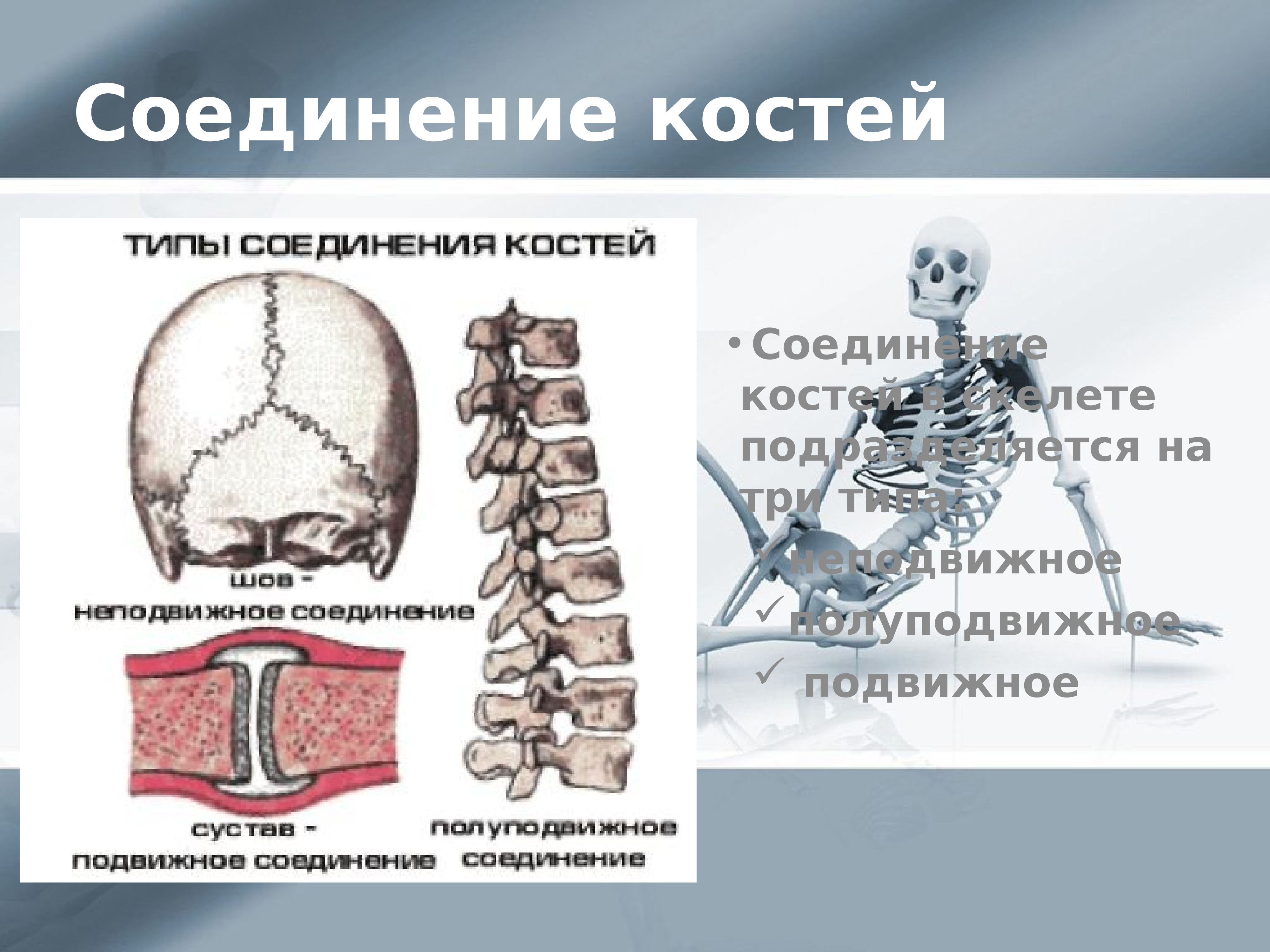 Соединение костей скелета. Подвижные и полуподвижные кости человека. Подвижное соединение костей черепа. Подвижные полуподвижные и неподвижные кости человека таблица.