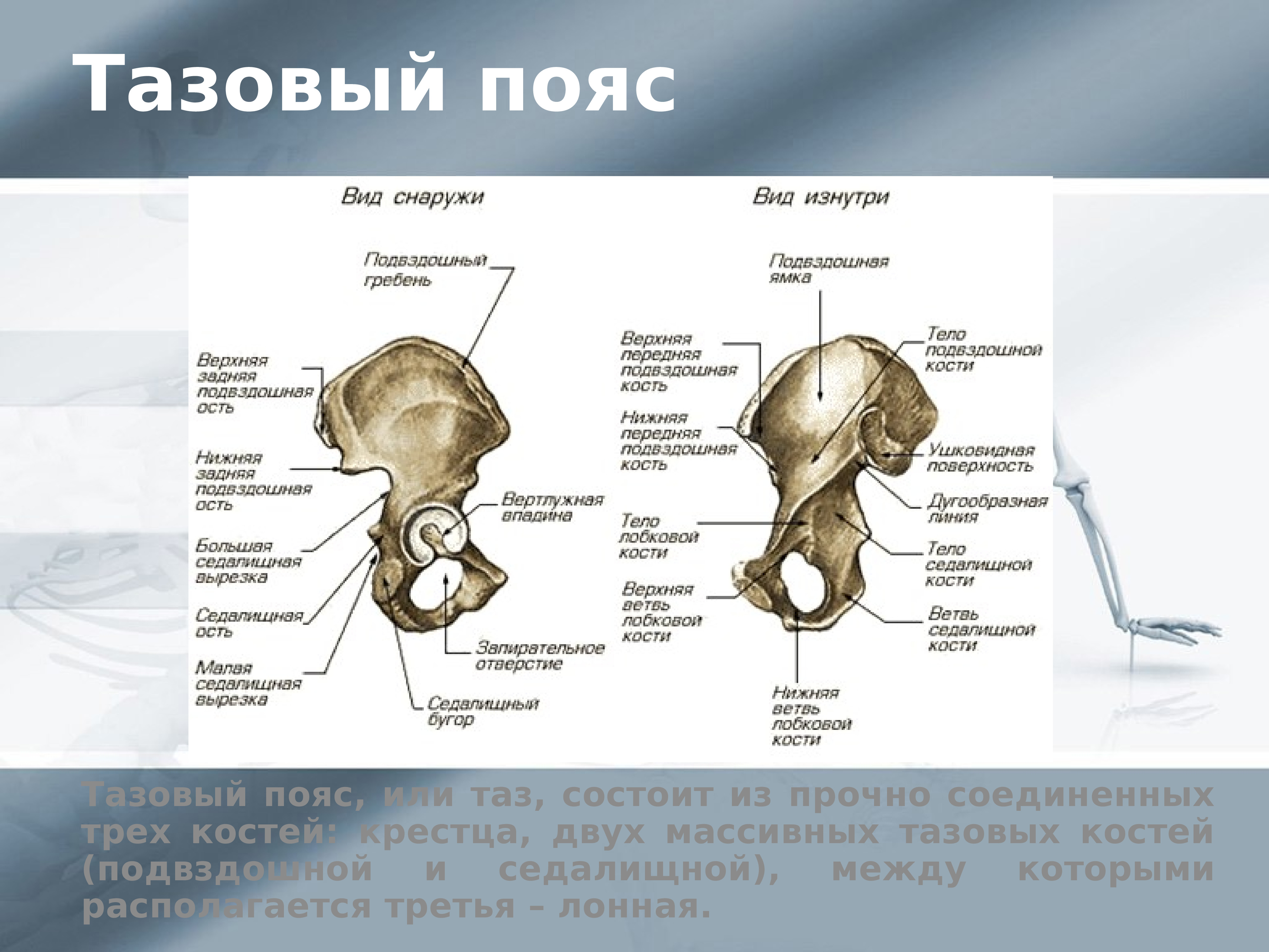 Тазовый пояс. Скелет тазового пояса человека. Тазовая кость вид снаружи вид изнутри. Тазовая кость состоит из.