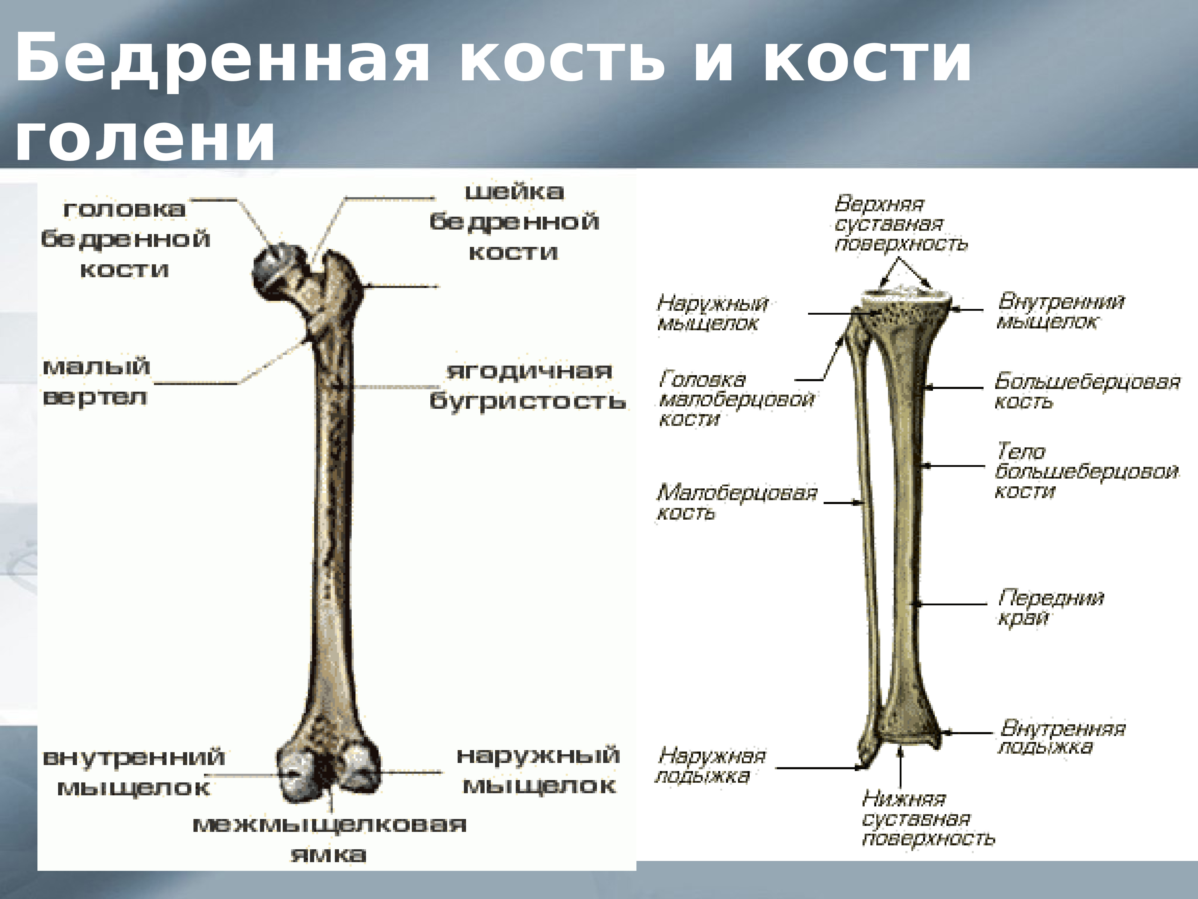 Бедренная кость на скелете