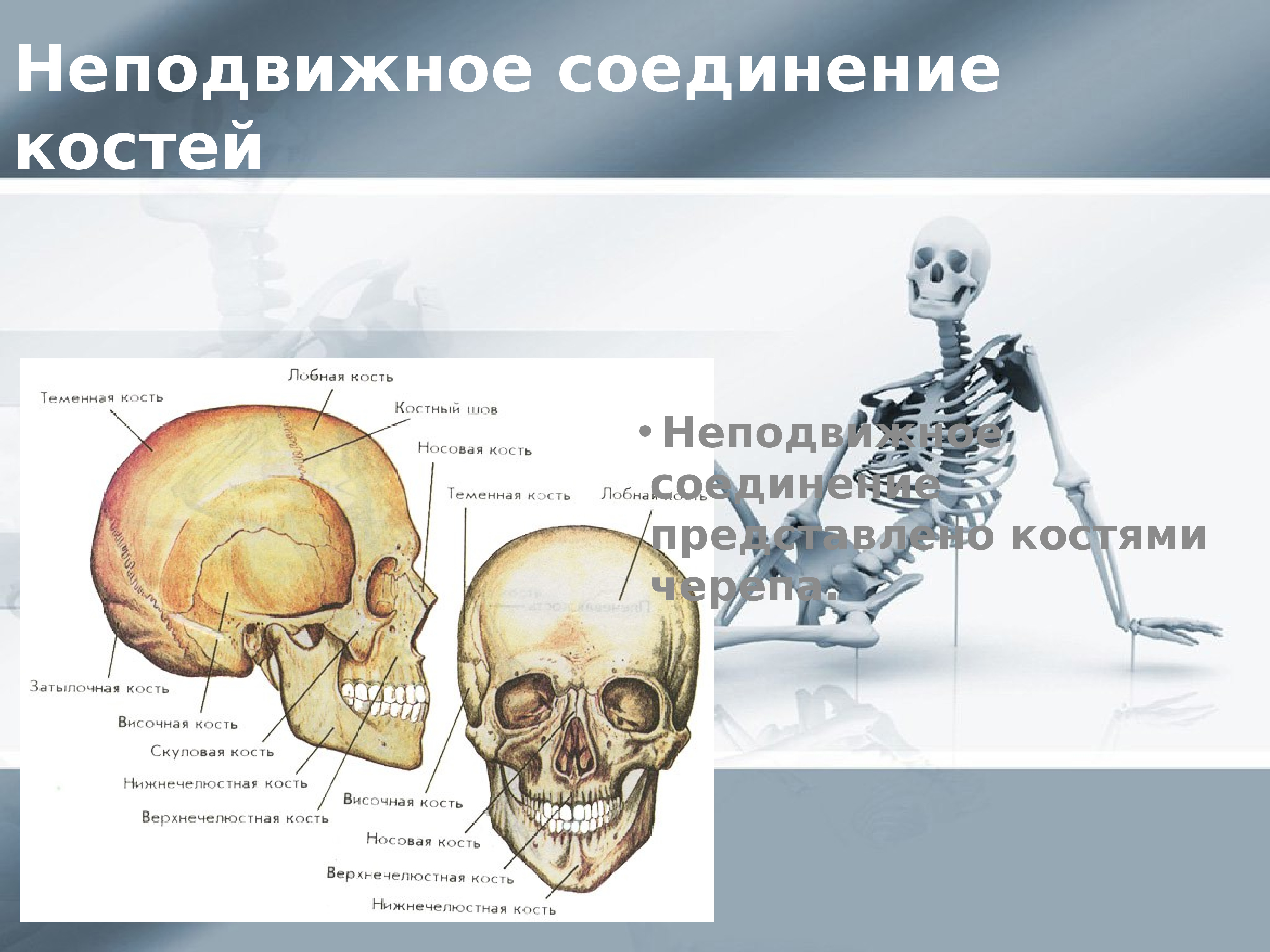 Неподвижное соединение черепа. Кости черепа соединены неподвижно. Неподвижное и неподвижное соединение костей черепа. Кости черепа соединяются неподвижно.