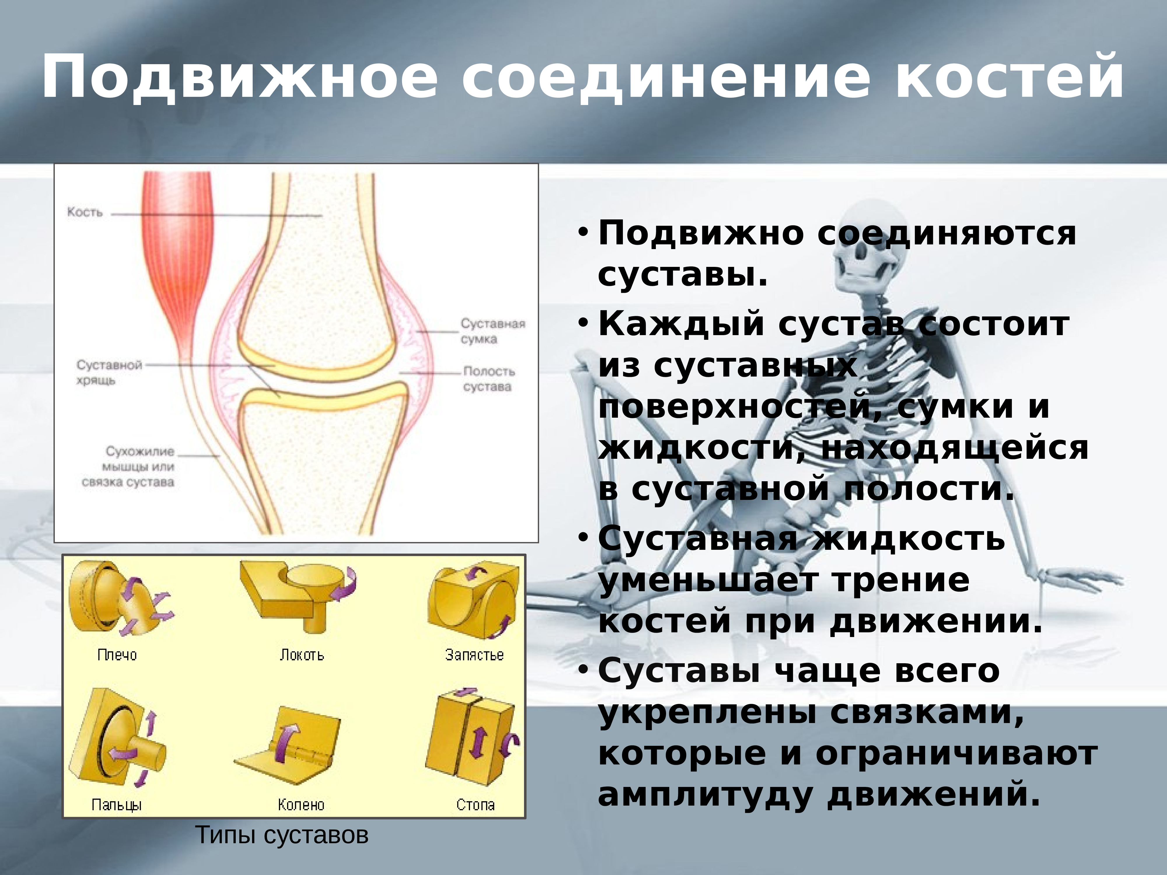 Подвижное соединение костей суставы. Подвижное соединение костей. Подвижные соединения костей. Подвижное соединение костей сустав. Уменьшает трение суставных поверхностей костей.