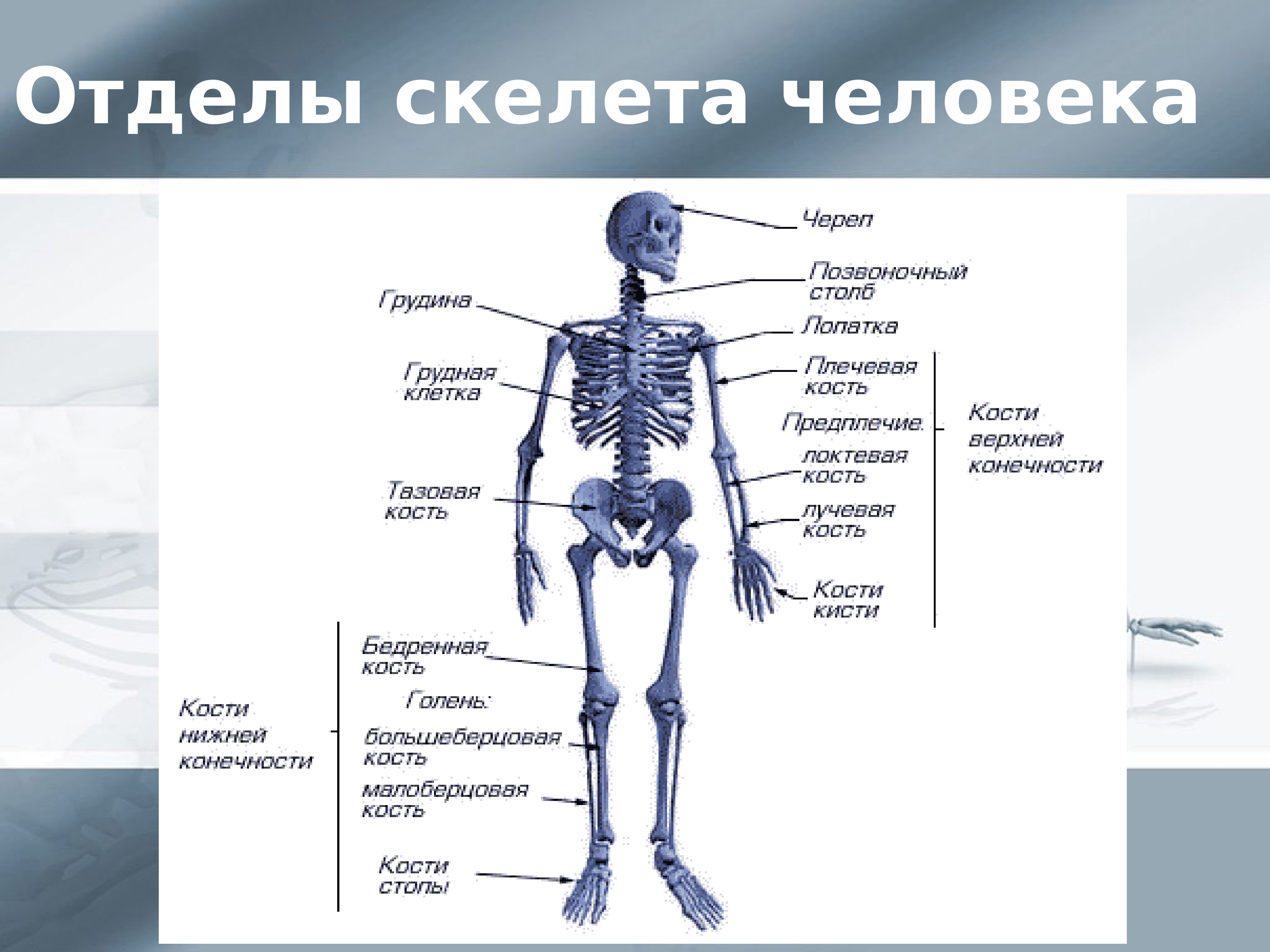Скелет организации. Строение отделы функции скелета. Строение костей человека схема. Скелет туловища человека с названием костей. Анатомия человека кости скелета для учащихся.