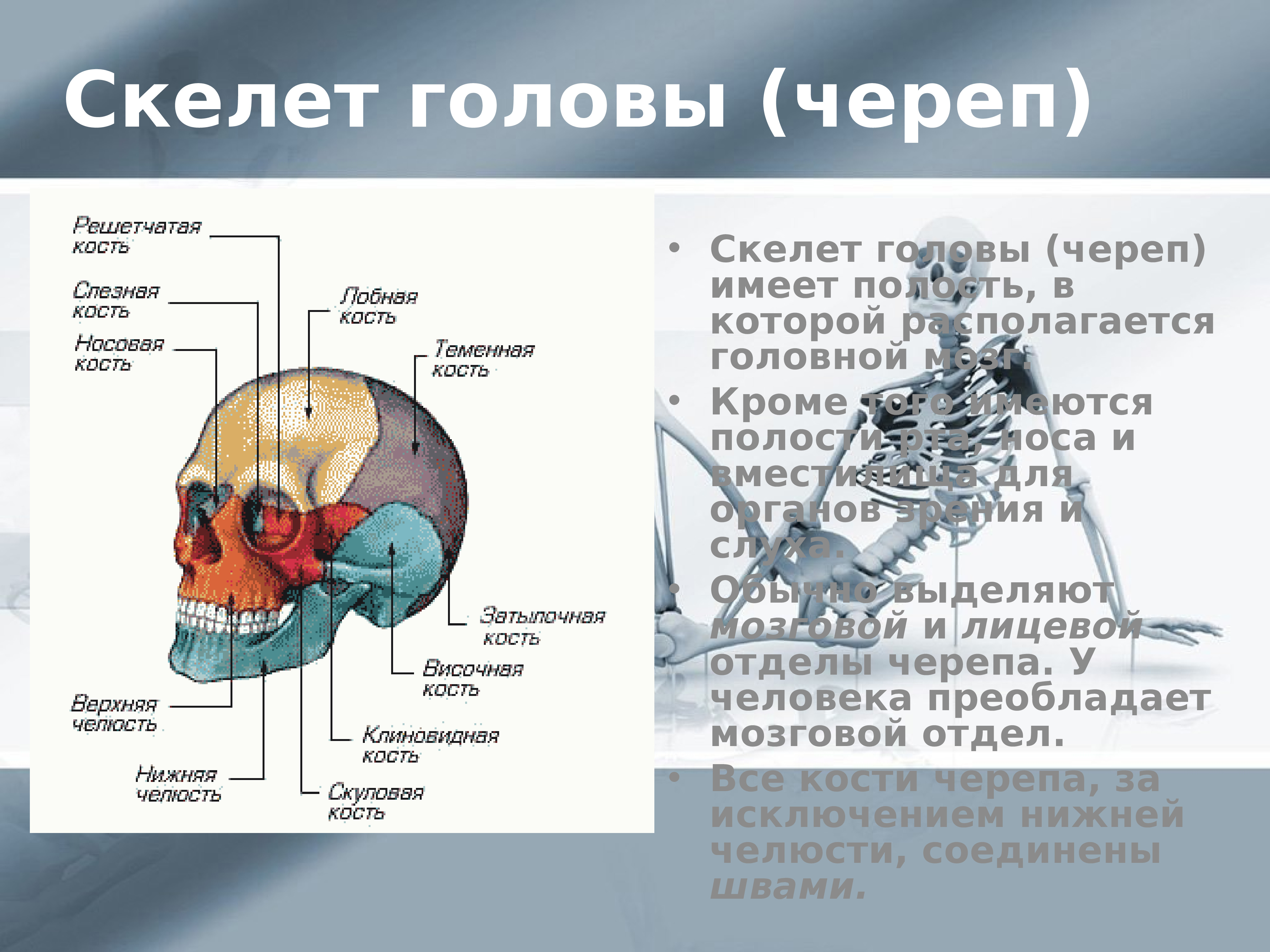 В черепе человека преобладает. Скелет головы череп. Презентация скелет головы. Органы человека расположенные в полости черепа.