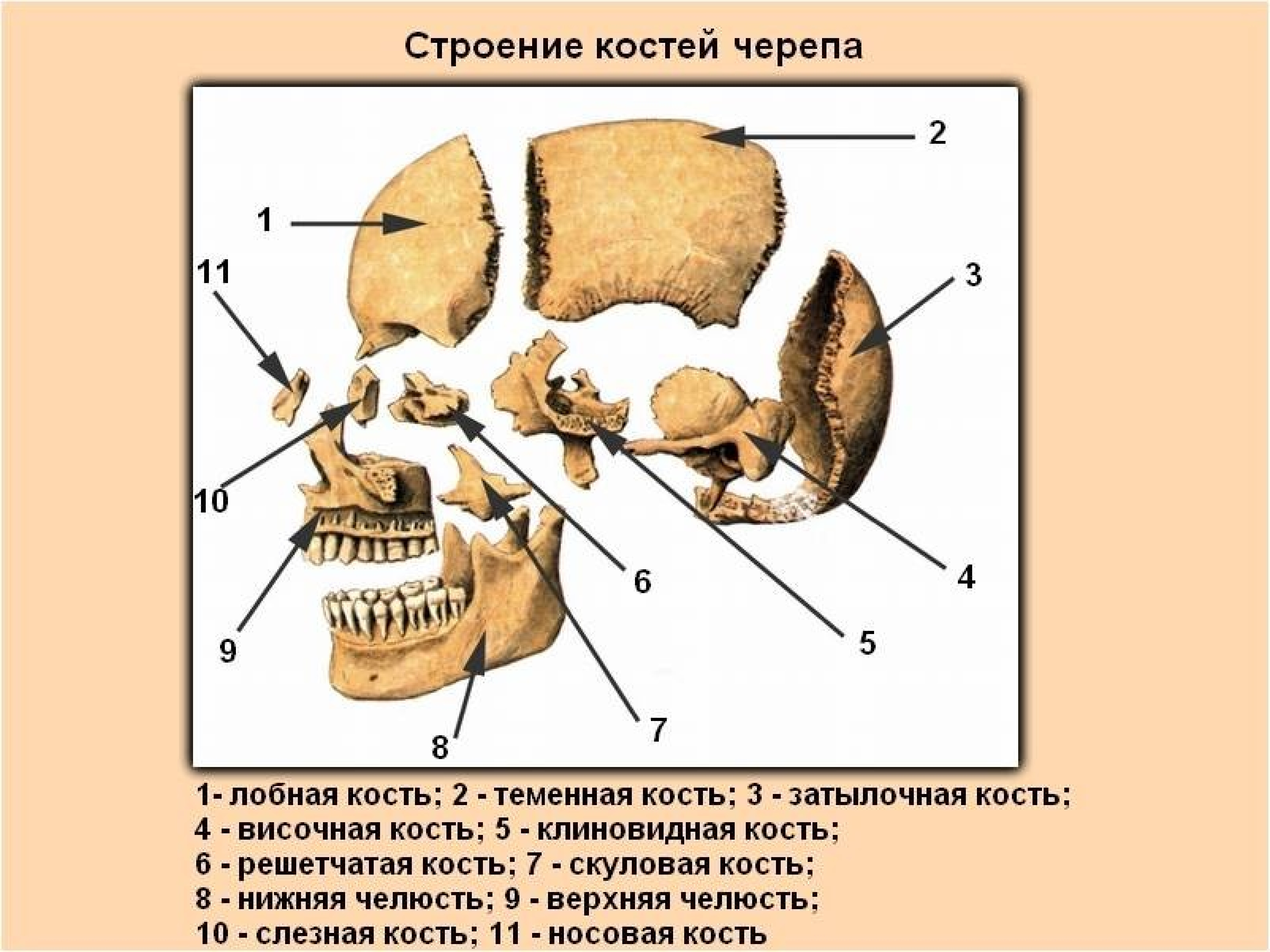 Лобная отдел скелета. Строение кости черепа человека. Строение костей черепа человека анатомия. Строение костей головы человека. Череп человека с названием костей.