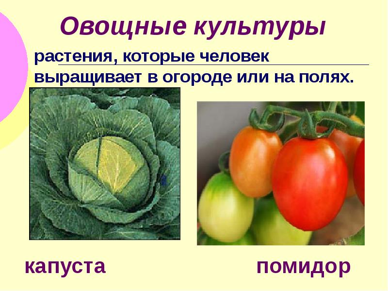 Доклад об овощной культуре