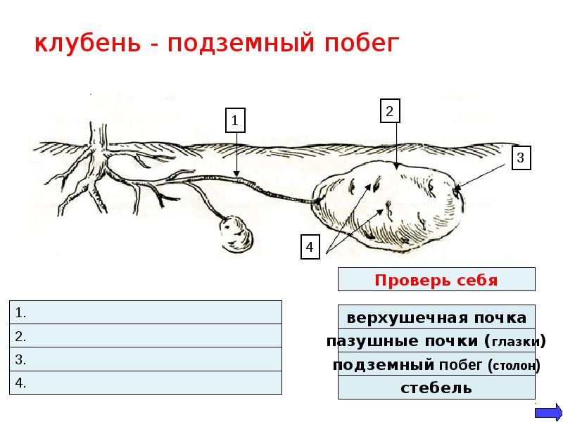 Покажите стрелками и подпишите на рисунке стебель пазушную почку