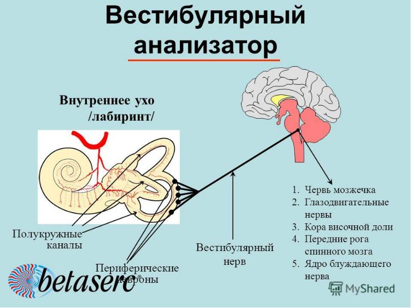 Схема механизма работы слухового анализатора