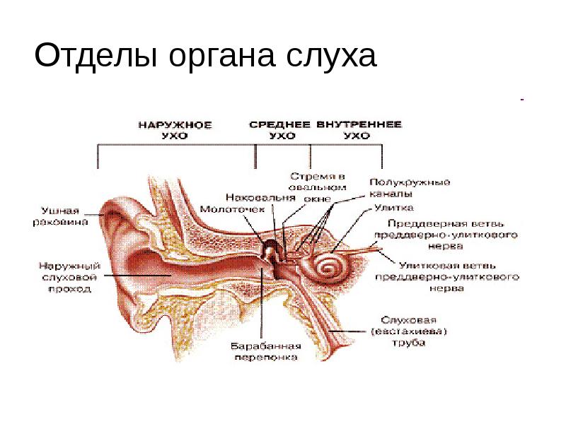 Строение слухового органа человека. Слуховой анализатор строение и функции. Строение слухового анализатора. Анализатор слуха строение и функции. Строение органа слуха.