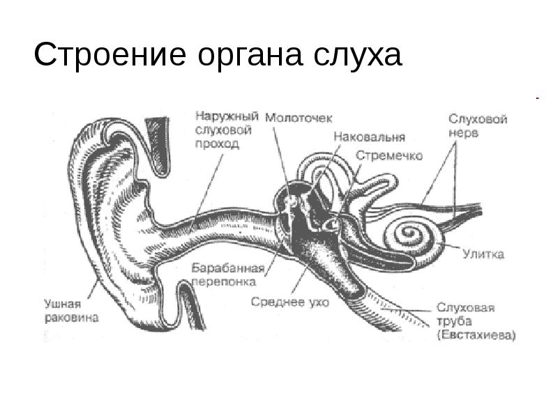 Слуховой анализатор строение функции презентация