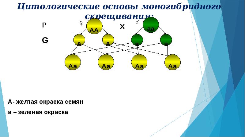 Что значит адекватность цитологического образца