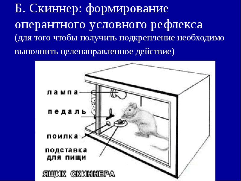 Б. Скиннер: формирование оперантного условного рефлекса (для того чтобы получить Б. Скиннер: формирование оперантного условного рефлекса (для того чтобы получить