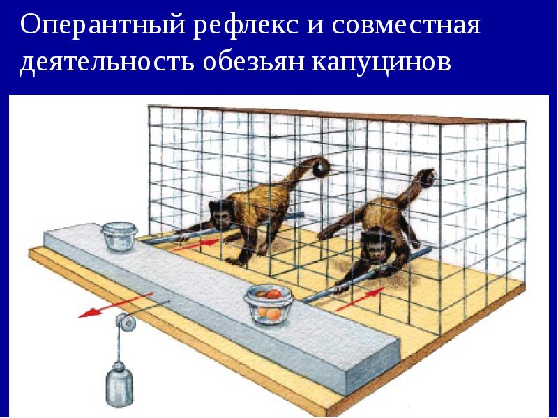 Оперантный рефлекс и совместная деятельность обезьян капуцинов Оперантный рефлекс и совместная деятельность обезьян капуцинов